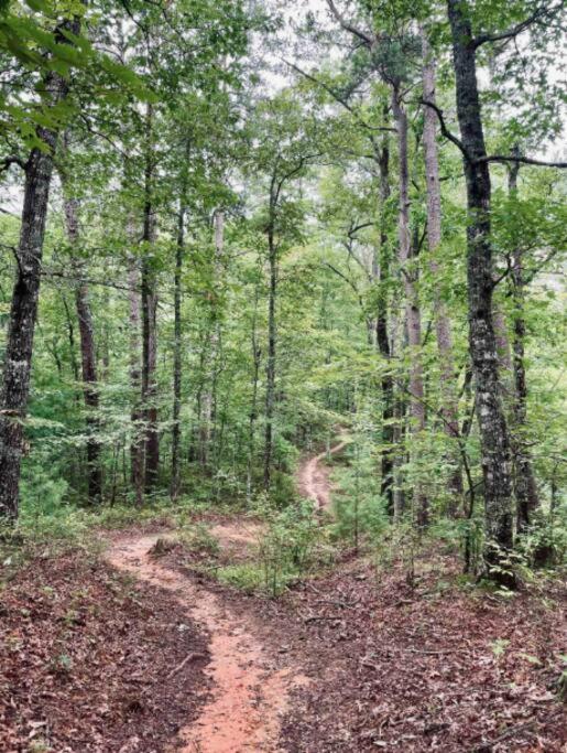 Lazy Bear Cabin Near Nantahala Outdoor Center And Bryson City Exteriér fotografie